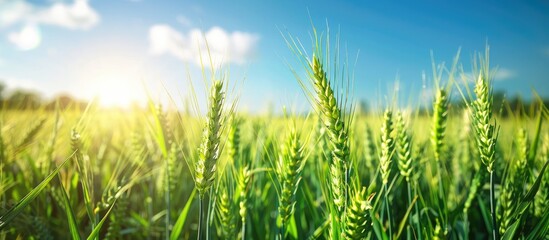 Close-up image of green wheat and barley spikelets on a farm field under a blue sky, with space for text. Wheat and barley harvesting scene. image with copy space