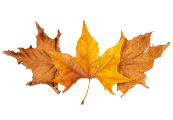 maple leaves isolated on transparent background 