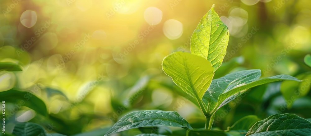 Poster close-up nature green leaf background with copy space image in a blurred field setting, ideal for co