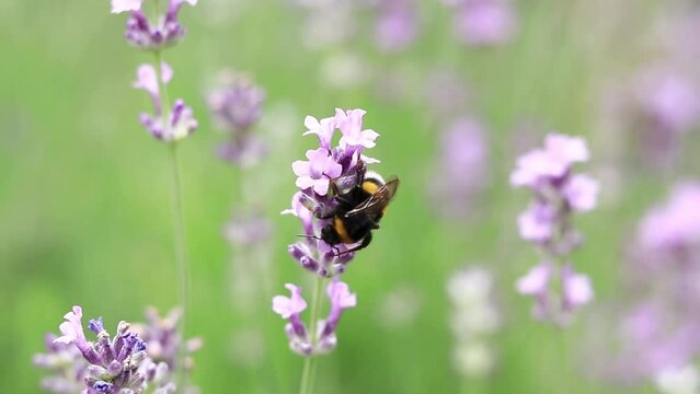 Striped bumblebee on a lavender flower, close-up. Pollination of flowers by insects. Lavender bloom season. Purple lavender flowers with selective focus. Lavender field