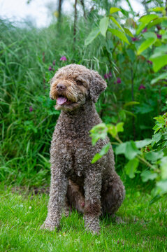 Portr&auml;t eines Lagotto Romagnolo im Garten
