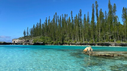beach with palm trees and sea