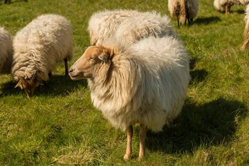 Flock of fluffy sheep grazing on a green pasture