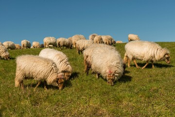 Obraz premium Flock of fluffy sheep grazing on a green pasture