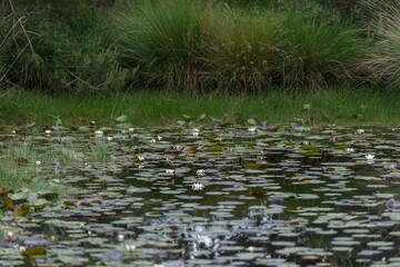 Serene pond with water lilies and lush green grasses in a natural setting