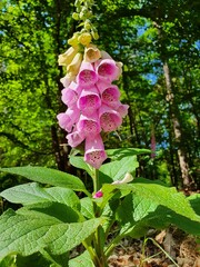 Digitalis purpurea or foxglove in a forest in Germany © Christian Pauschert