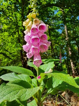 Digitalis purpurea or foxglove in a forest in Germany