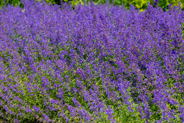 Selective focus of Nepeta grandiflora blue in the garden, Beautiful colorful purple flowers plant, A species of flowering plant in the mint family Lamiaceae, Nature floral pattern texture background.