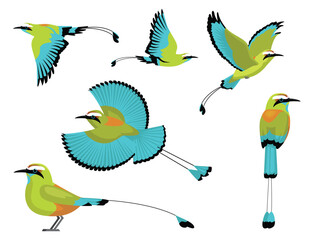 Naklejka premium Bird Motmot Turquoise-Browed Exotic Various Poses Cartoon Vector Character