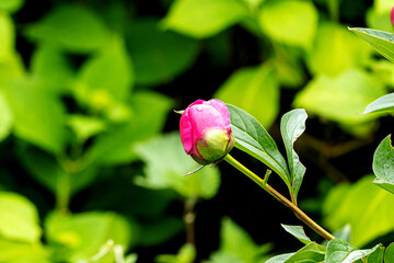 Knospe der Pfingstrose nach dem Regen