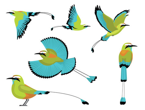 Bird Motmot Turquoise-Browed Exotic Various Poses Cartoon Vector Character