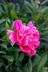 Weit geöffnete Blüte einer Pfingstrose