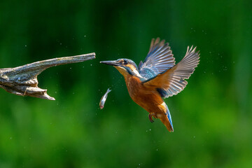 Common Kingfisher (Alcedo atthis) flying and diving while trying to catch a fish in the forest in the Netherlands