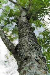  The trunk of an old birch tree against the background of the summer sky.                              