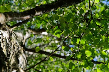 Leaves and branches of an old birch tree against the background of the summer sky.                               