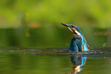 Common Kingfisher (Alcedo atthis) flying and diving while trying to catch a fish in the forest in the Netherlands