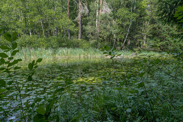 View of Stanka Lake, one of the many beautiful  lakes in Lithuania, located in Dzukia region, Trakai District Municipality, Vilnius County, Lithuania 