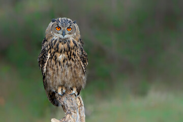 Eurasian Eagle-Owl (Bubo bubo) sitting on a pole in Gelderland  in the Netherlands    
