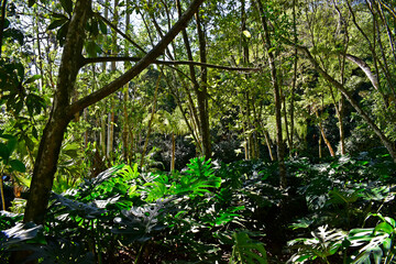 Obraz premium Tropical garden in Petropolis, Rio de Janeiro, Brazil