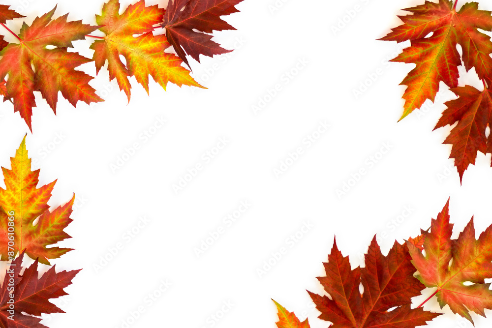 Wall mural autumnal maple leaves on a white background with space for text. top view, flat lay