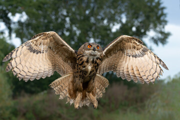European Eagle Owl (Bubo bubo) flying over a lake in Gelderland in  the Netherlands.      