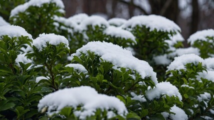 Lush green bushes, with snow on them.