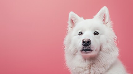 Fototapeta premium A Samoyed's head tilted curiously, its ears perked up and its eyes filled with curiosity.