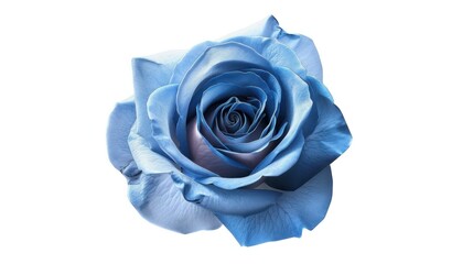 A single, photorealistic blue rose in full bloom.