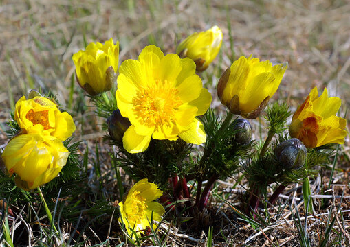 Fr&uuml;hlings-Adonisr&ouml;schen (Adonis volgensis) Steppenpflanze mit gelben Bl&uuml;ten 