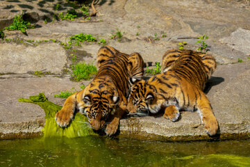 critically endangered Sumatran tiger