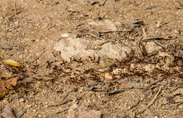 Top view of termite trails on ground.