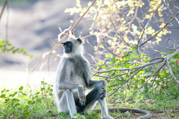 black faced grey langur monkey in Yala National Park, Sri Lanka