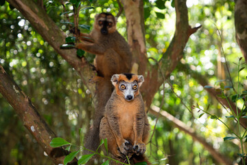 Crowned lemur (Eulemur Coronatus), endemic animal