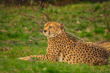 cheetah resting on green grass, very close eye contact.
