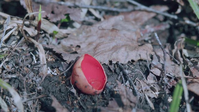 Early Spring. Vibrant Orange Fungus Growing On Decaying Log In Forest. Sarcoscypha Coccinea Fungus Or Scarlet Elf Cup On Decaying Sticks In Early Spring Forest. Gimbal Stabilize.
