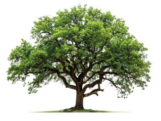 Obraz premium towering ancient oak tree isolated on white background intricate branches and lush green foliage create a striking silhouette perfect for environmental and naturethemed designs