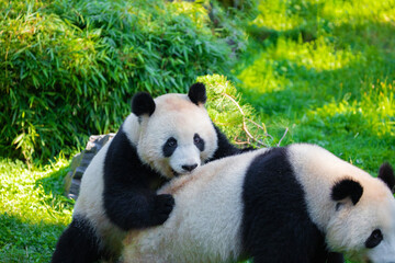 Naklejka premium cheerful playing pandas on green lawn