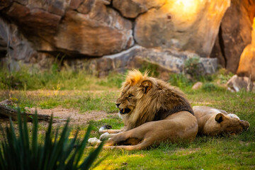 Naklejka premium Pair adult Lions playing in zoological garden