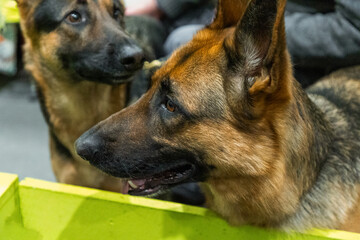 Brown and yellow German Shepherd Dog Close Up Portrait.