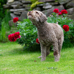 Lagotto Romagnolo im Garten