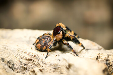 Phidippus otiosus Orange Form jumping spider side view the family Salticidae animal arachnid family jumping web spider. Phidippus otiosus orange brown spider macro photography.