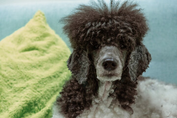 beautiful well-groomed gray and white poodle