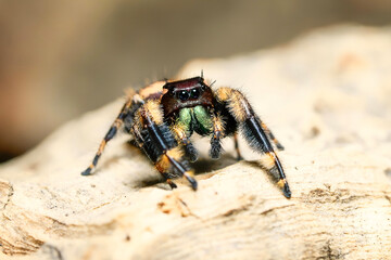 Phidippus otiosus Orange Form jumping spider front view the family Salticidae animal arachnid family jumping web spider. Phidippus otiosus orange brown spider macro photography.