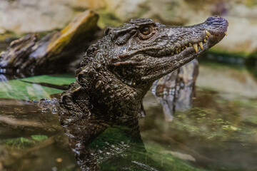 Caiman in the water. The yacare caiman Caiman yacare