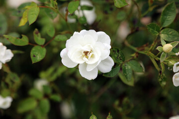 Closeup of a small white rose bloom, North Yorkshire England
