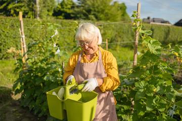 50s 60s woman, farmer, worker holding in hands homegrown harvest of fresh orange cucumber. Private garden, orchard, natural economy, hobby and leisure concept. High quality photo