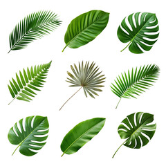 PNG tropical leaf element set, transparent background