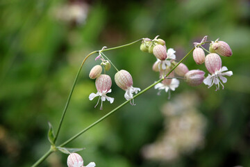 Macro image of Bladder Campion blooms, North Yorkshire England