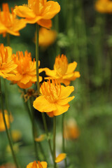 Fototapeta premium Macro image of Chinese Globeflower blooms, North Yorkshire England 