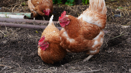 This beautiful image showcases free-range egg-laying chickens in both a field and a commercial chicken coop. The photograph captures the natural beauty of these birds and their living environment.